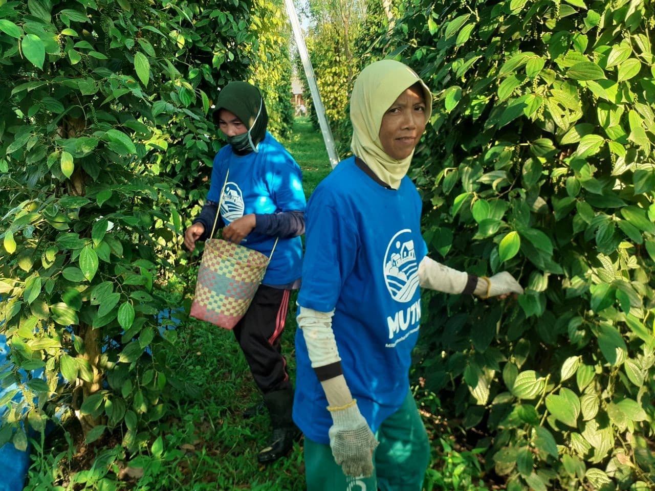 Farmers participating in the Mitra Usaha Tani Nusantara financing program
