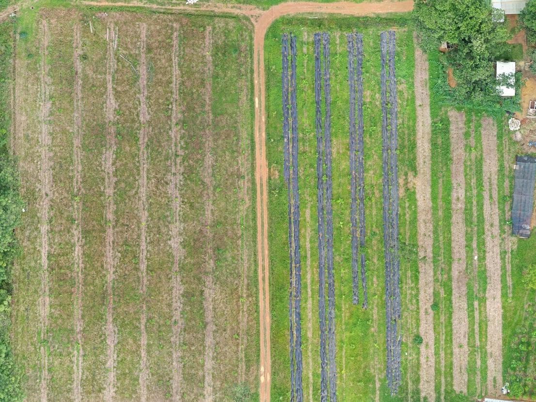 Watani demo plot, 4 Jan 2020