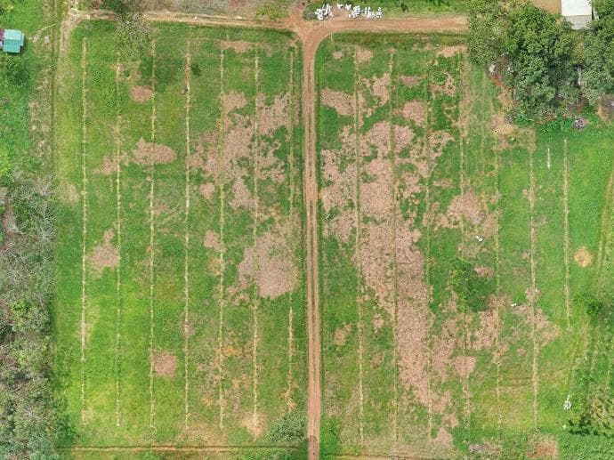 Watani demo plot, 4 May 2019