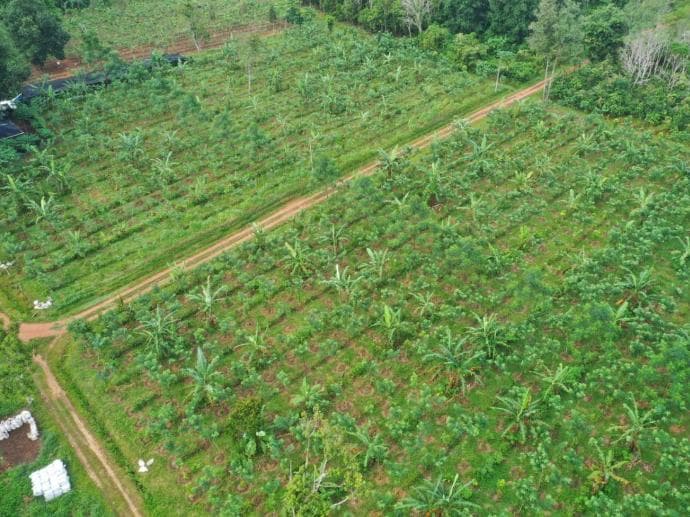 Watani demo plot, 15 Feb 2021