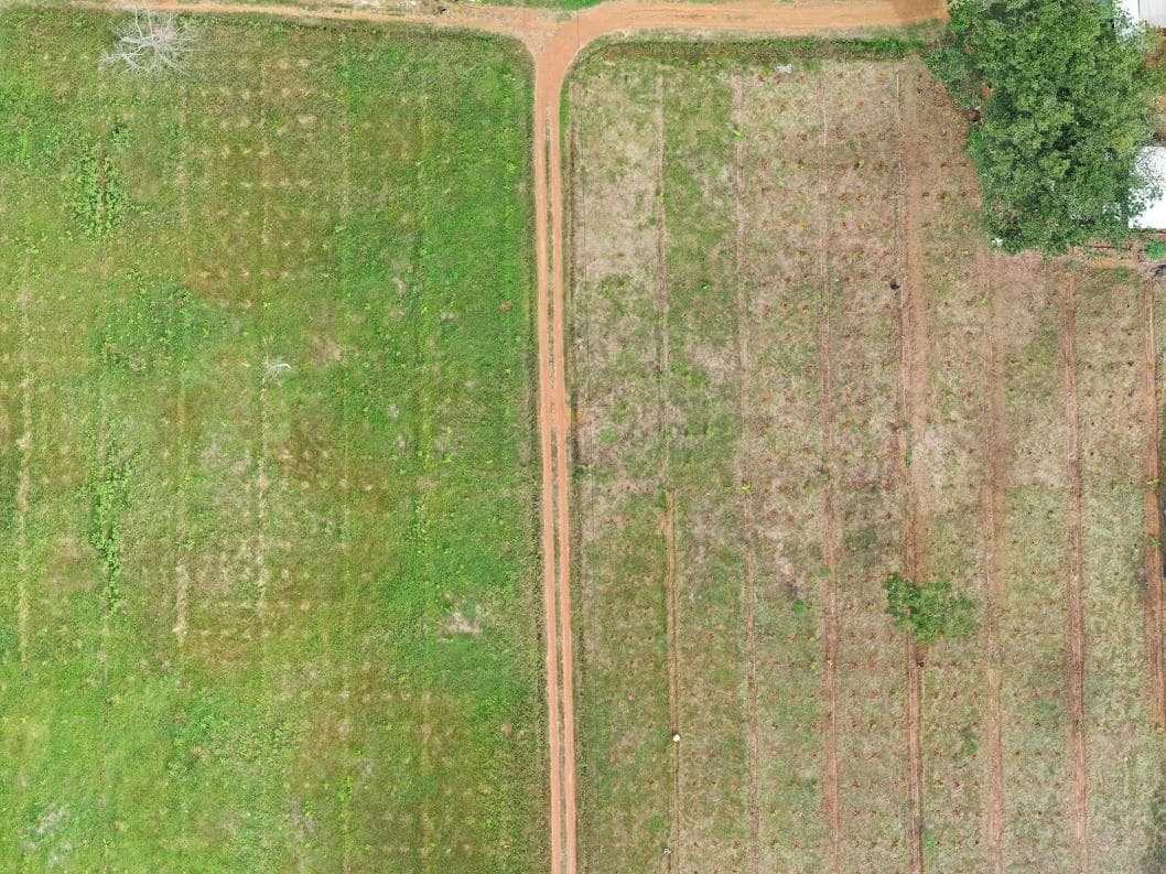 Watani demo plot, 19 Nov 2019