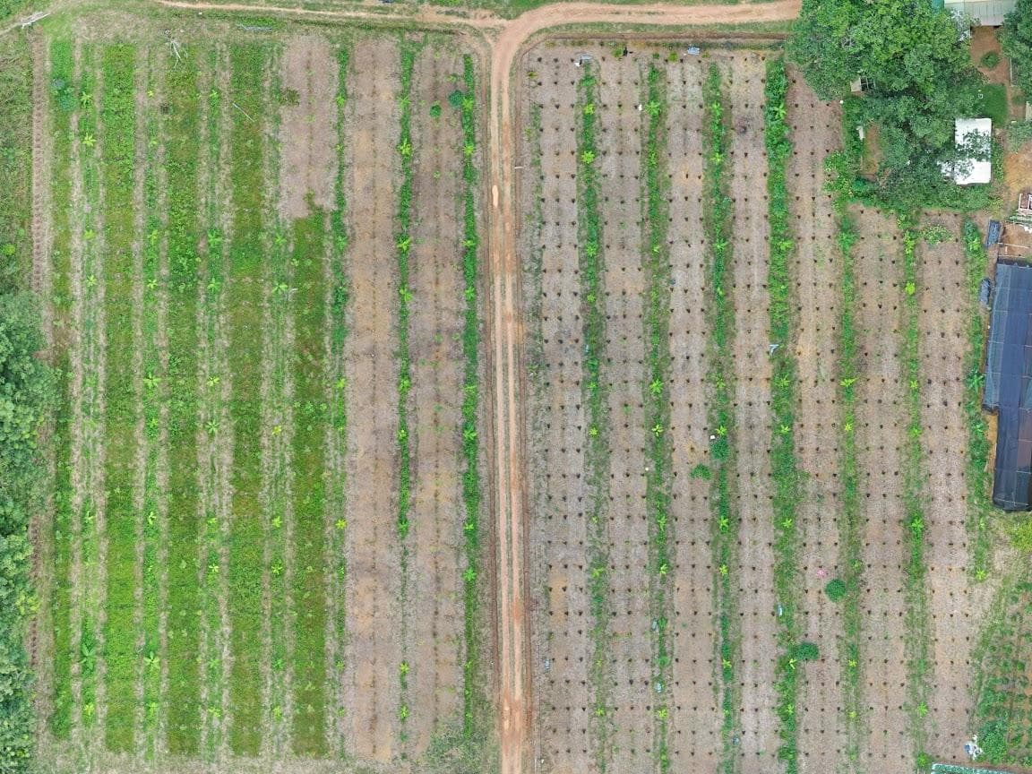 Watani demo plot, 21 Feb 2020