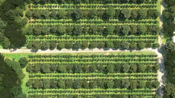 Agroforestry plan view of the Watani white pepper system