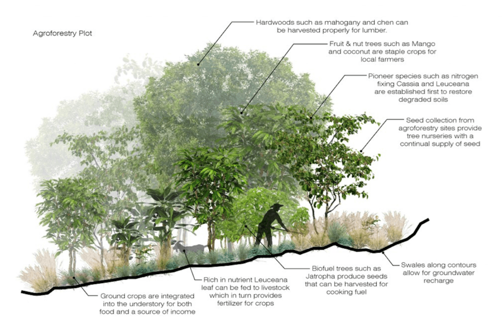 Concept illustration of the Watani agroforestry system