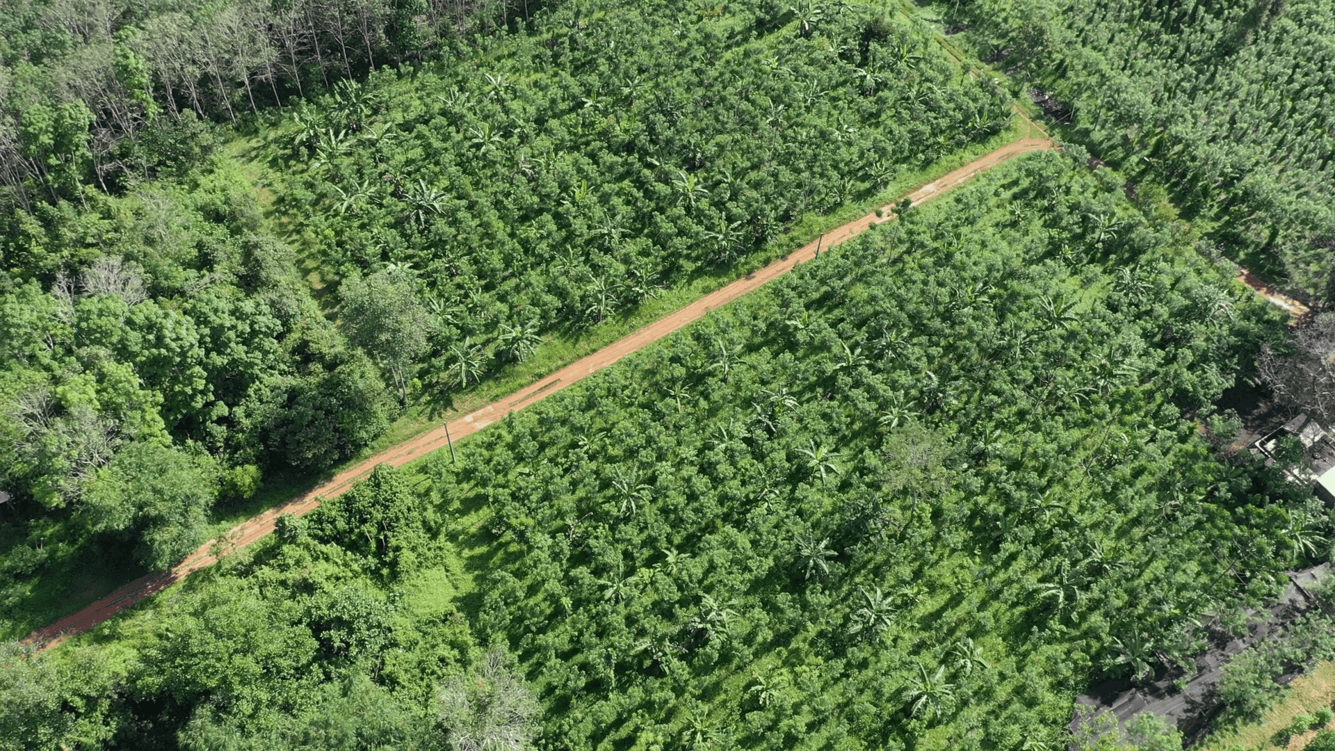 Watani: Agroforestry System