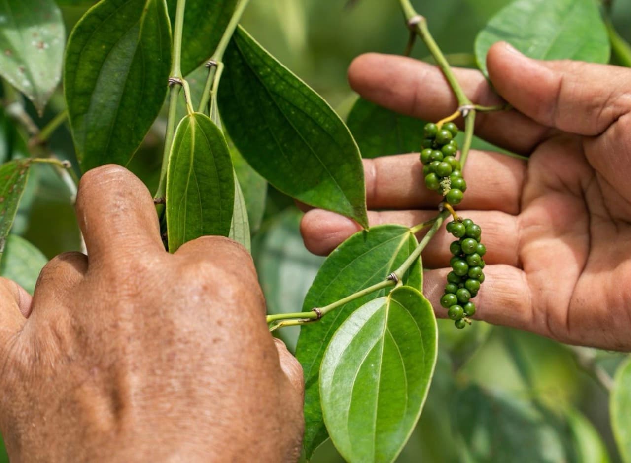 Farmer hands cradling green peppercorns on the vine