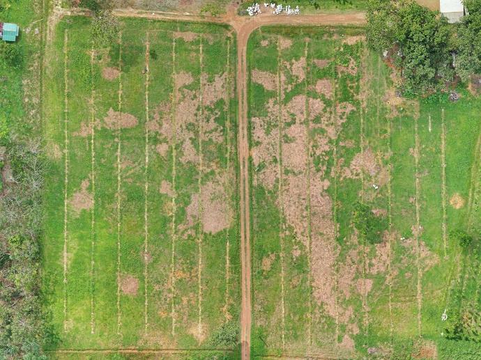 Watani demo plot, 4 May 2019