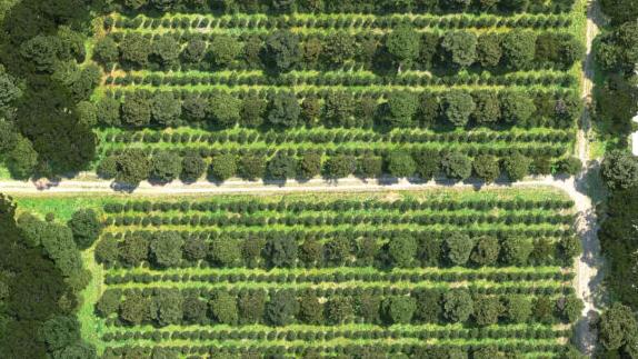 Agroforestry plan view of the Watani white pepper system